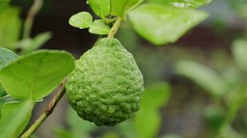 bergamota en el árbol, el verde kaffir Lima Fruta es en el árbol y allí son gotas de lluvia en él. video