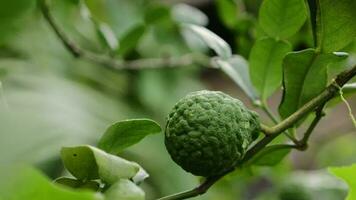 bergamotto su il albero, il verde kaffir lime frutta è su il albero e Là siamo gocce di pioggia su esso. video