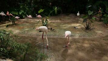 vogel flamingo, flamingo leven in natuur, flamingo leven in natuur, wit roze flamingo in natuur video