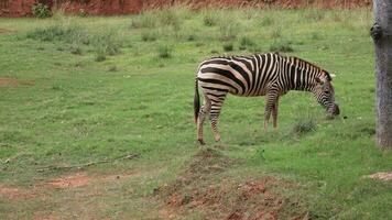 zebra's zijn aan het eten gras in de midden- van de veld. video