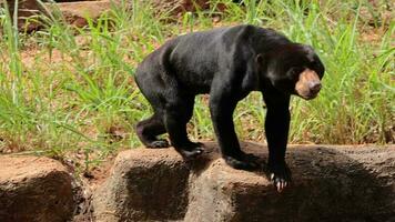 nero orsi vivere nel natura. avvicinamento di orso video