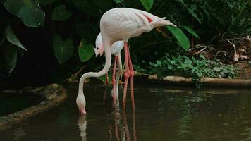 fågel flamingo, flamingo leva i natur, flamingo levande i natur, vit rosa flamingo i natur video