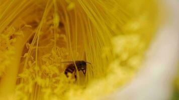 abeille Regardez pour nourriture sur Jaune fleurs dans nature, lent mouvement video