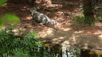 krokodil i natur video
