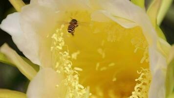 bi se för mat på gul blommor i natur, långsam rörelse video