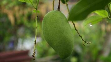 Grün Mango auf das Baum mit verwischen Hintergrund video