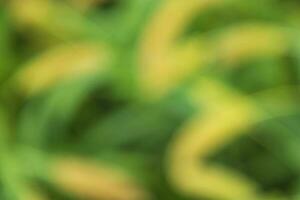 Bokeh Green and Yellow Abstract Background texture photo