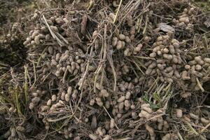 Stacked harvest peanuts in the soil in the field photo