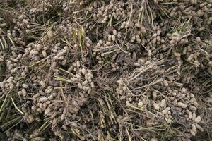 Stacked harvest peanuts in the soil in the field photo