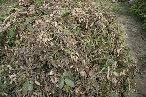 Stacked harvest peanuts in the soil in the field photo