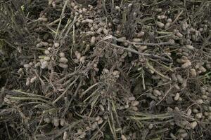 Stacked harvest peanuts in the soil in the field photo