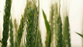 tarwe in een landelijk veld- video