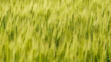 Wheat in a rural field video