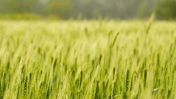 Wheat in a rural field video