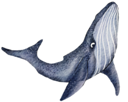 grande blu balena. disegnato a mano acquerello illustrazione png