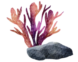 Hand painted watercolor of corals , under ocean life png