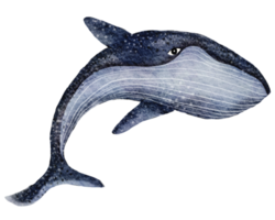 gros bleu baleine. dessiné à la main aquarelle illustration png