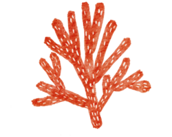 Hand painted watercolor of corals , under ocean life png