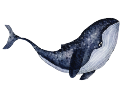grande azul baleia. desenhado à mão aguarela ilustração png
