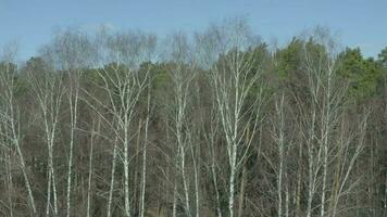 Bird's eye view on a forest in spring time video