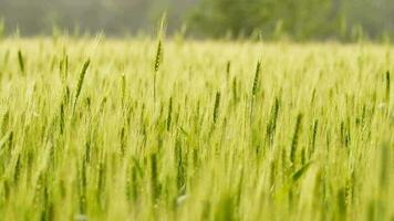 Wheat in a rural field video