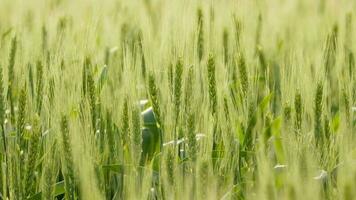 tarwe in een landelijk veld- video