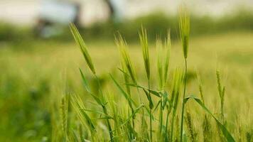 tarwe in een landelijk veld- video