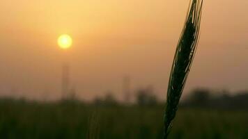 Grano nel un' rurale campo video