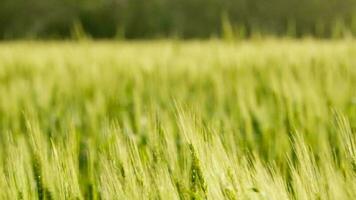 Wheat in a rural field video
