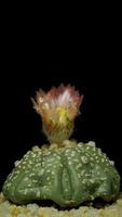 Cactus flower blooming vertical time lapse video. video