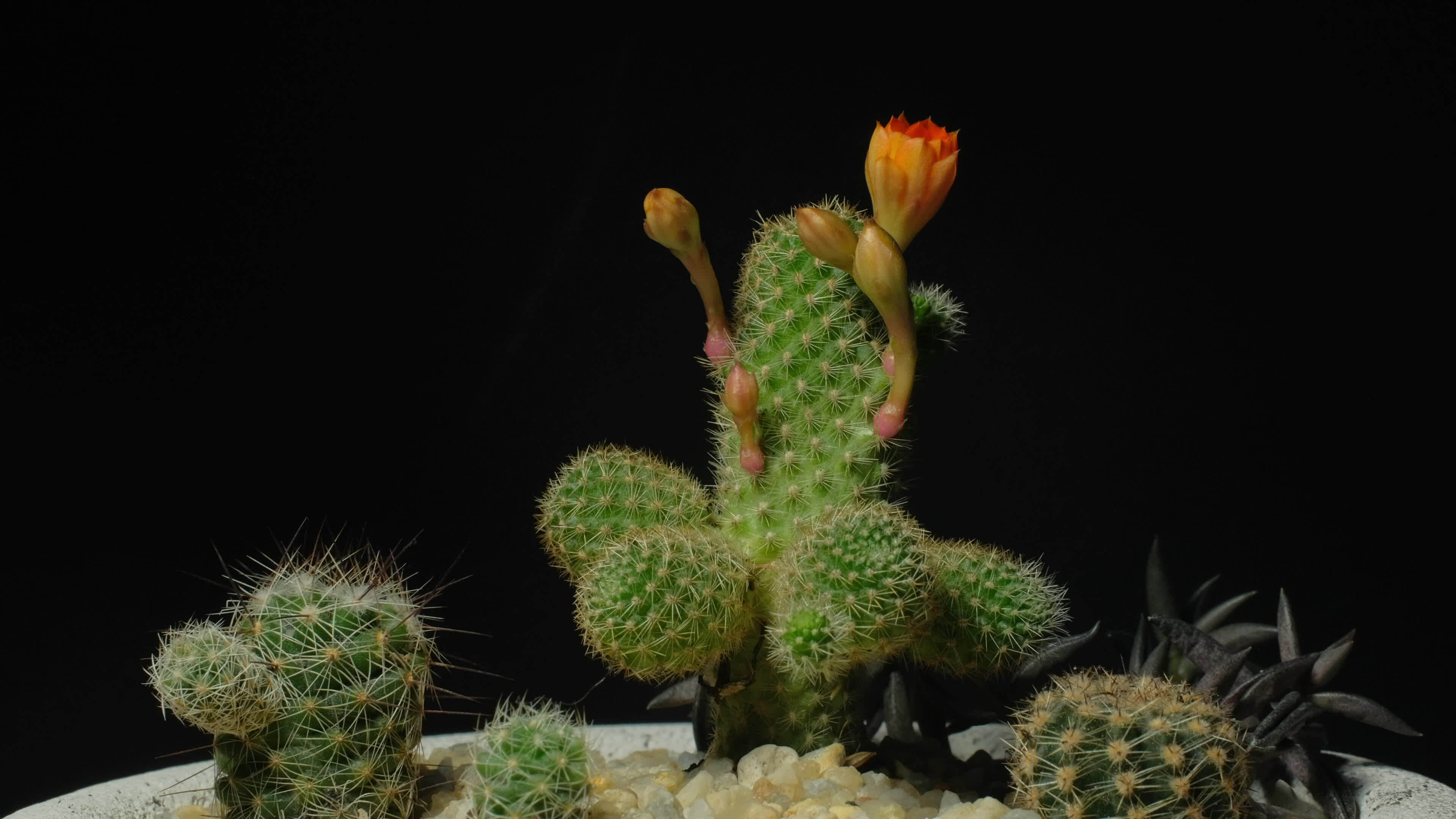 Astonishing Daisy Bloom Time Lapse: Full Video Inside - 8et4v69
