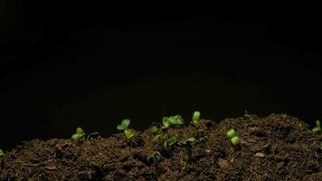sementes de cultivo subindo de filmagens de 4K de lapso de tempo de solo. video