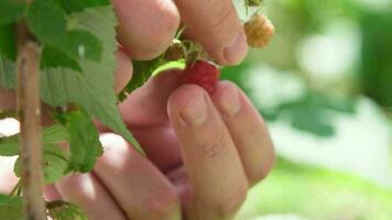 mannetje hand- plukken omhoog frambozen vers oogst. gezond aan het eten, dieet fruit, toning, dichtbij omhoog video