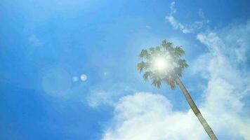 Dom llamarada parpadeo espalda Coco árbol y blanco nube en el cielo en el Mañana video