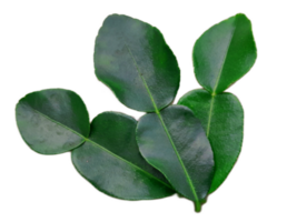 Fresh green kaffir lime leaves or Bergamot On transparent background png