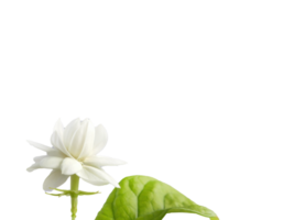 enda vit blomma av stor hertig av Toscana, arab vit jasmin, jasminum sambac, arom, flora, isolerat, transparent bakgrund, Skära ut png