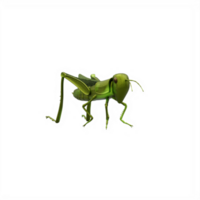 3d Grasshopper isolated png