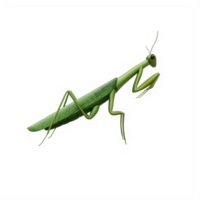 3d Mantis isolated png