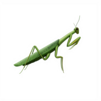 3d mantis aislado png