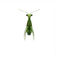 3d mantide isolato png