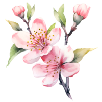Cherry Blossom Flowers Watercolor Clipart AI Generated png