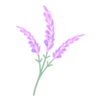 Lavenders pastel colors minimal flowers hand drawn png