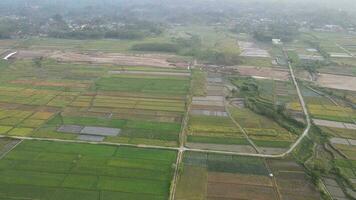 aereo Visualizza di nebbioso riso campo nel villaggio klaten Indonesia video