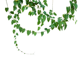 Natural hanging plant decoration for design frame isolated png