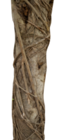 tree trunk with roots isolated png