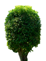 Beautiful garden tree isolated element png