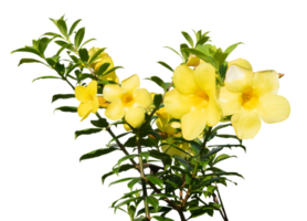 magnifique Jaune fleur et feuille isolé png