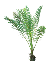 young date palms tree isolated png