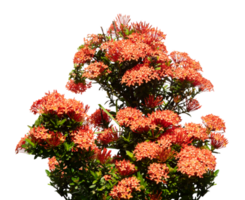 bellissimo poco rosso fiore isolato elemento png