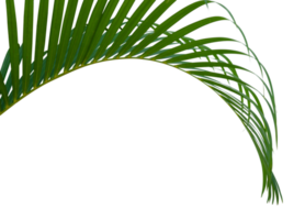 Aesthetic palm leaf isolated element png
